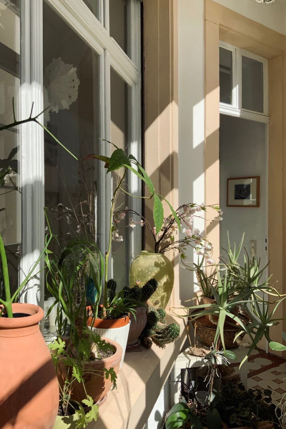 Sunlit windowsill beside a tall white window, holding terracotta pots of houseplants and cacti and a green vase of blossom